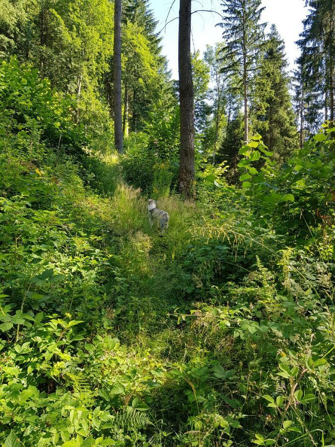 Wiesenblume Schönau im Schwarzwald Exterior foto